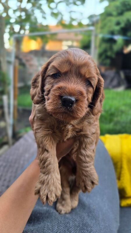 Cockapoo Puppy Girl Ready to Leave Soon Health Tested - Image 7 of 8