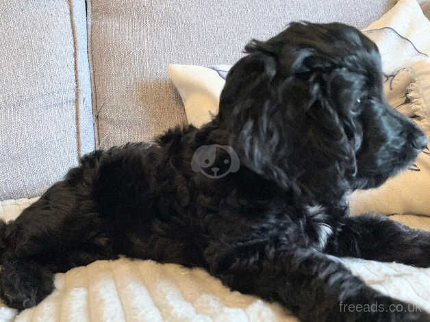 Cockapoo puppies for sale in Swansea – 1 year old - Image 2 of 5