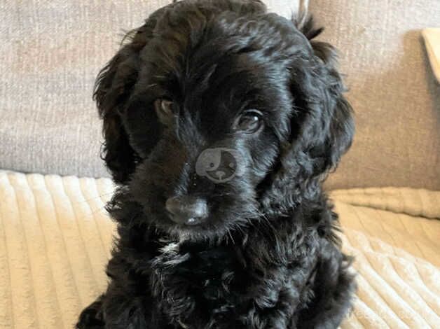 Cockapoo puppies for sale in Swansea – 1 year old - Image 4 of 5