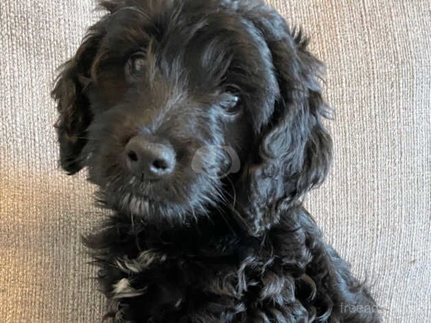 Cockapoo puppies for sale in Swansea – 1 year old - Image 5 of 5