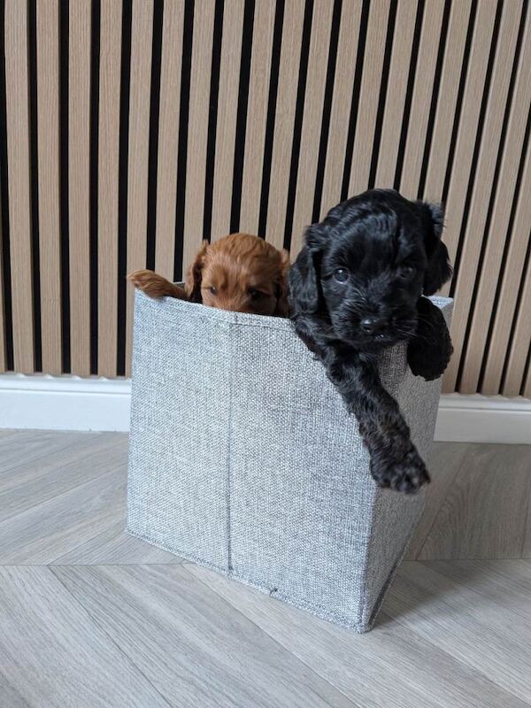 Cockapoo Puppy ( Last remaining pup from litter)