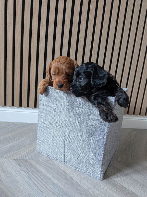 Cockapoo Puppy ( Last remaining pup from litter) - Image 2 of 6