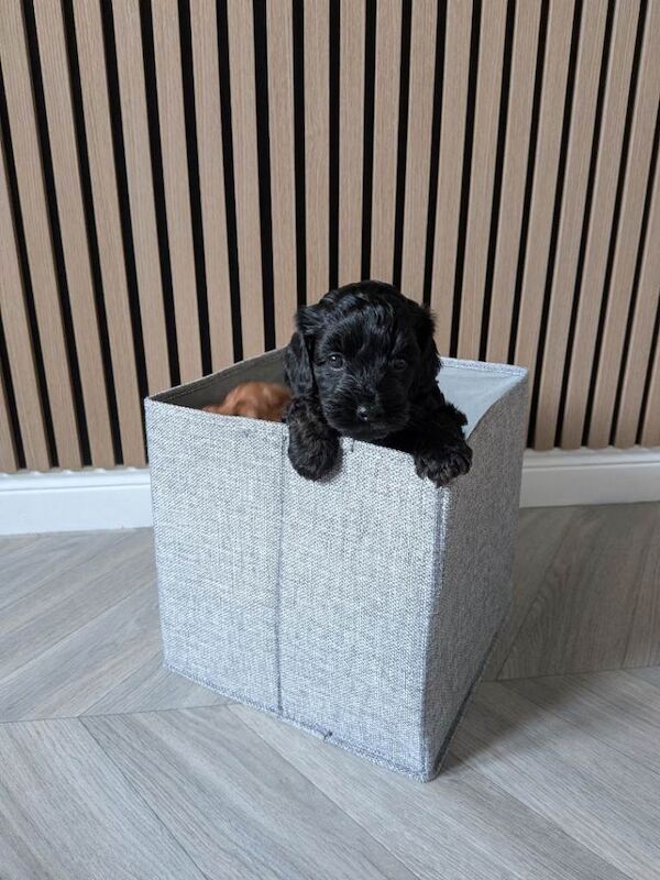 Cockapoo Puppy ( Last remaining pup from litter) - Image 3 of 6