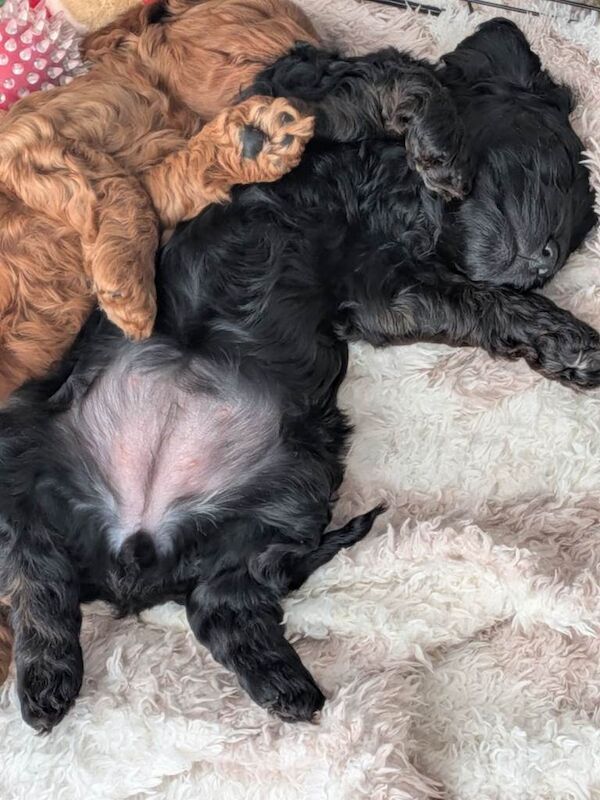 Cockapoo Puppy ( Last remaining pup from litter) - Image 5 of 6