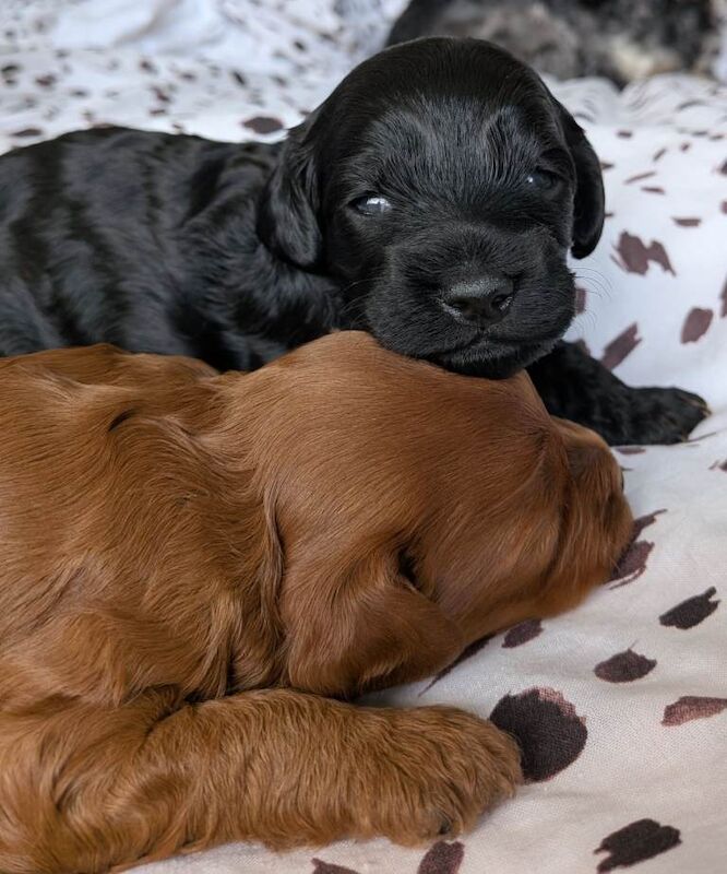 Cockapoo Puppy ( Last remaining pup from litter) - Image 6 of 6