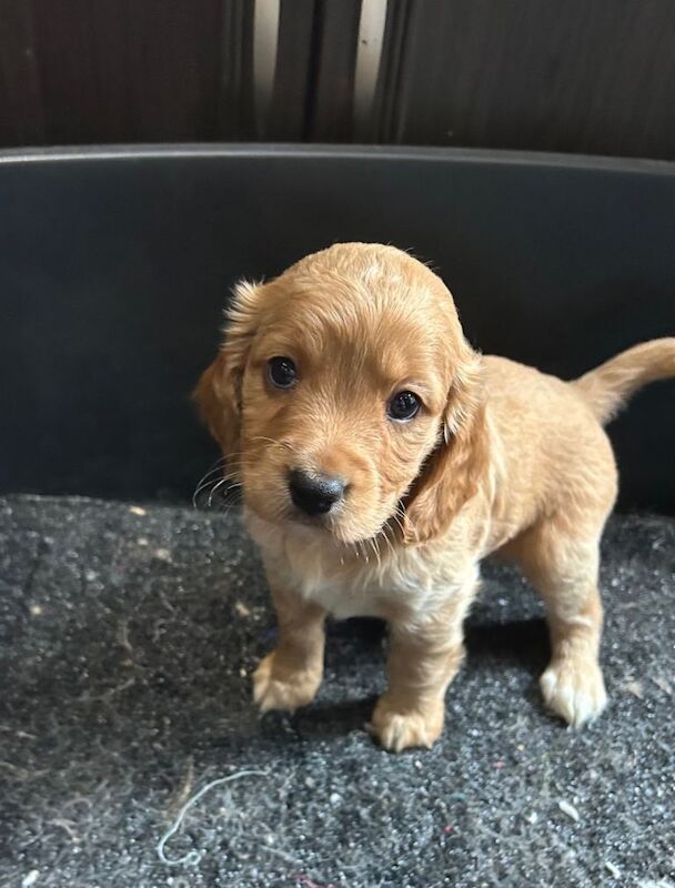 Cockapoo puppies for sale in Thetford, Norfolk – 6 weeks old