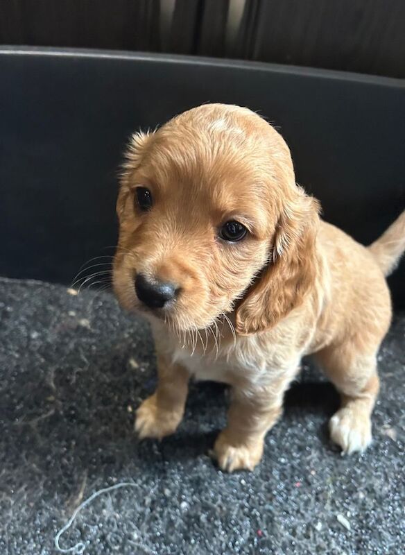 Cockapoo puppies for sale in Thetford, Norfolk – 7 weeks old - Image 2 of 4