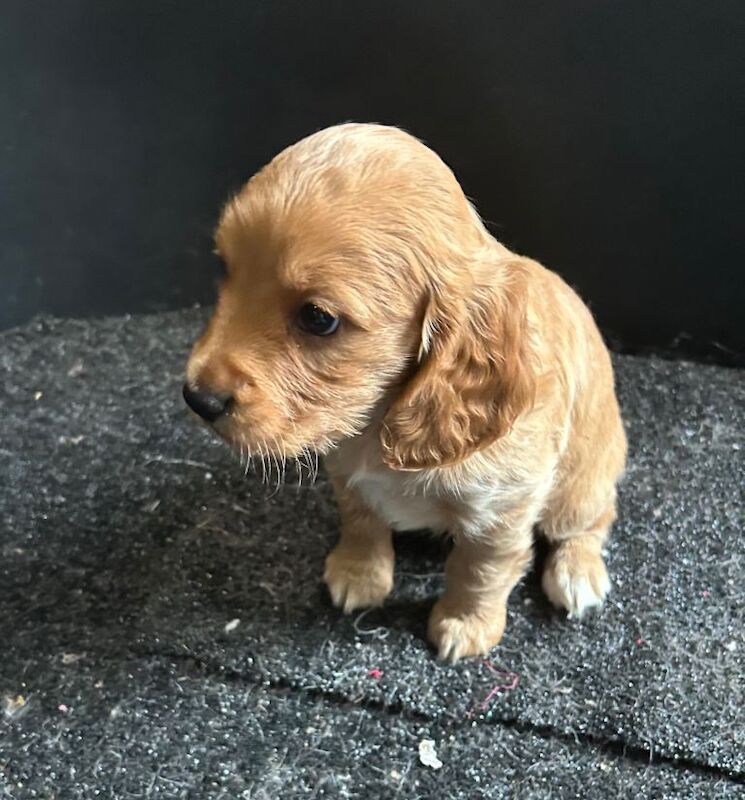 Cockapoo puppies for sale in Thetford, Norfolk – 7 weeks old - Image 4 of 4