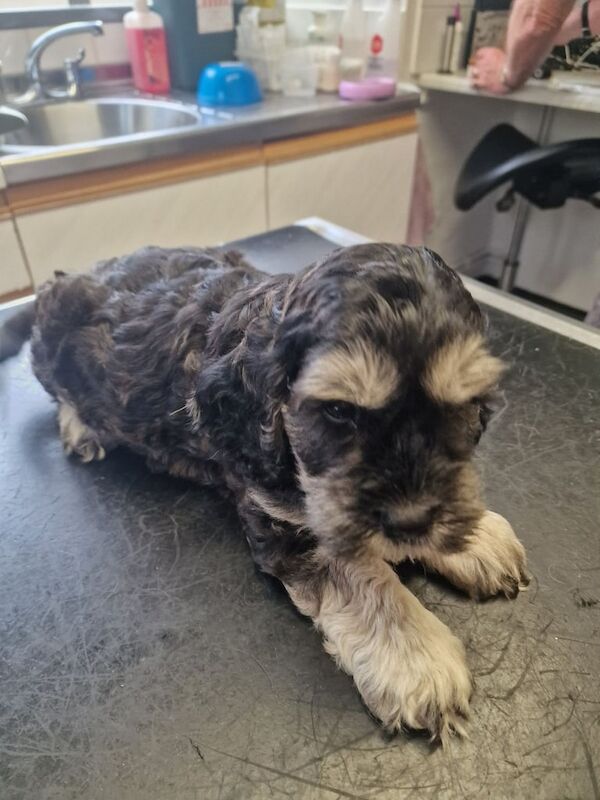 Cockapoo puppies for sale in Otley, West Yorkshire – 11 weeks old