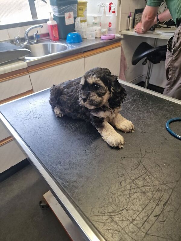 Cockapoo puppies for sale in Otley, West Yorkshire – 11 weeks old - Image 2 of 3