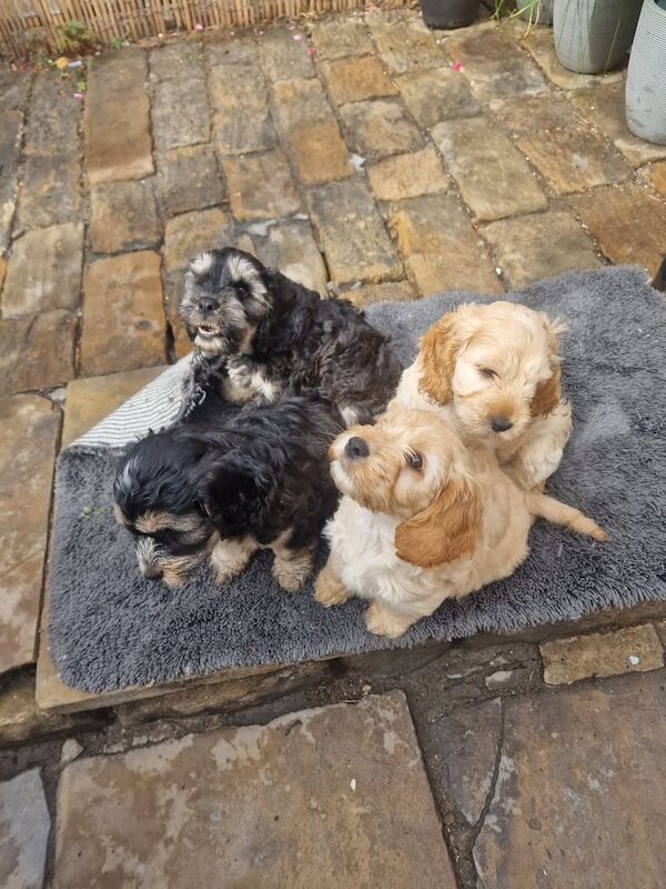 Cockapoo puppies for sale in Otley, West Yorkshire – 11 weeks old - Image 3 of 3