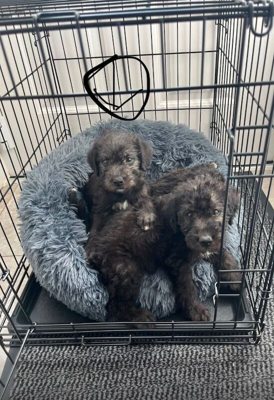 Cockapoo puppy needs new home