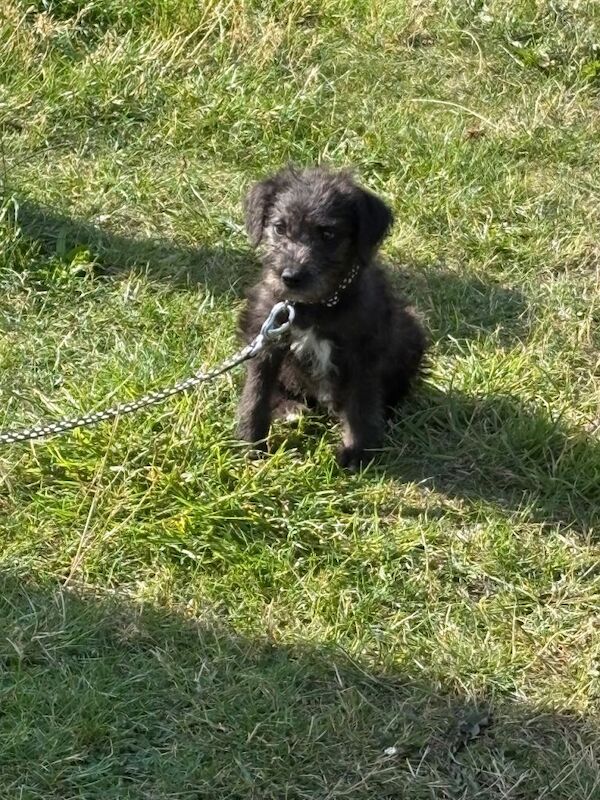 Cockapoo puppy needs new home - Image 2 of 4