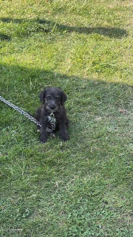 Cockapoo puppy needs new home - Image 3 of 4