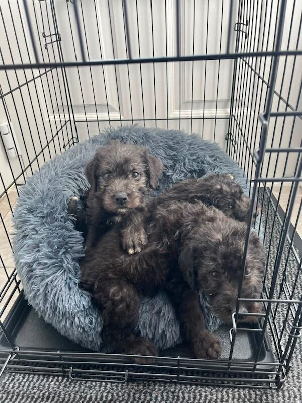 Cockapoo puppy needs new home - Image 4 of 4