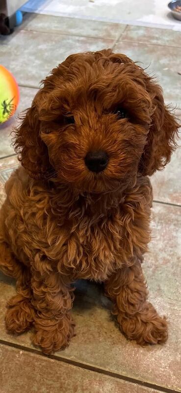 Brown/Chocolate Cockapoo puppies for sale in Carmarthen / Caerfyrddin, Dyfed – 10 weeks old