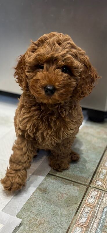 Cockapoo puppies for sale in Carmarthen / Caerfyrddin, Dyfed – 10 weeks old - Image 2 of 3