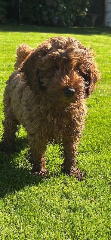 Cockapoo puppies for sale in Carmarthen / Caerfyrddin, Dyfed – 10 weeks old - Image 3 of 3