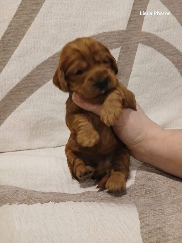 Cockapoo puppies for sale in Leslie, Fife – 2 weeks old