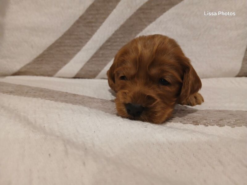 Cockapoo puppies for sale in Leslie, Fife – 10 weeks old - Image 2 of 12