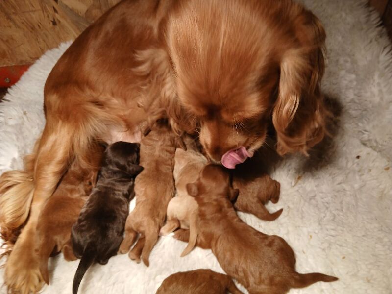 Cockapoo puppies for sale in Leslie, Fife – 10 weeks old - Image 3 of 12