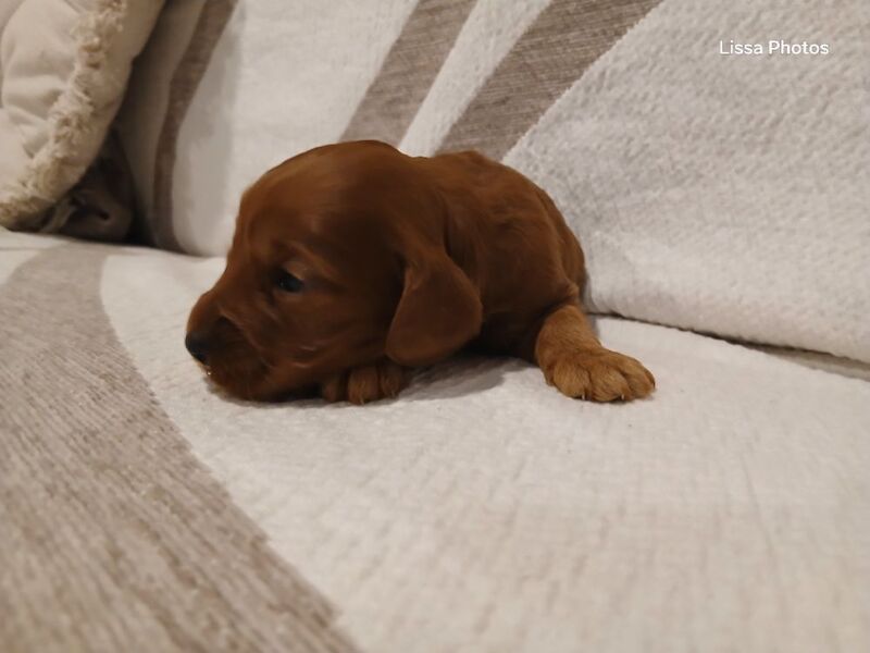 Cockapoo puppies for sale in Leslie, Fife – 10 weeks old - Image 4 of 12