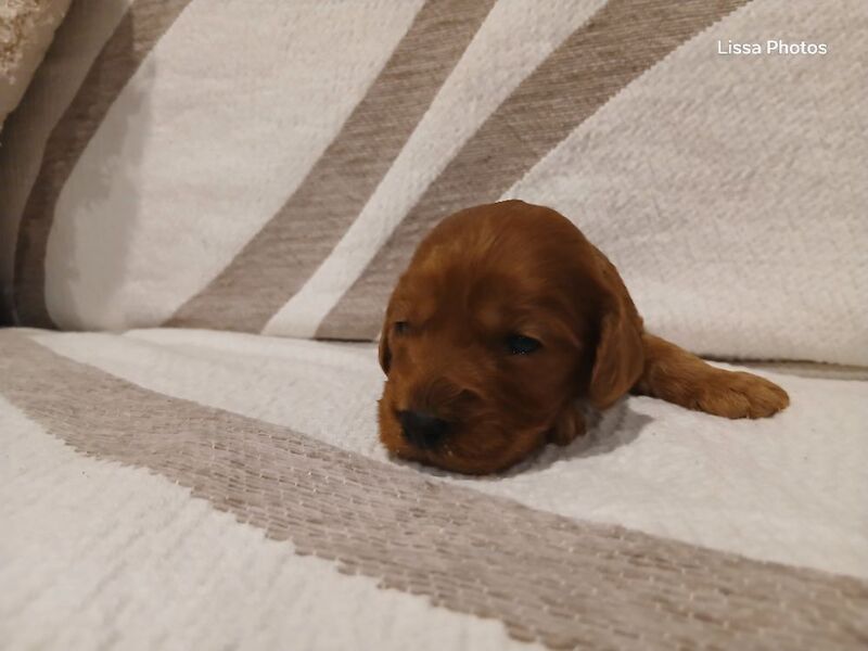Cockapoo puppies for sale in Leslie, Fife – 10 weeks old - Image 5 of 12