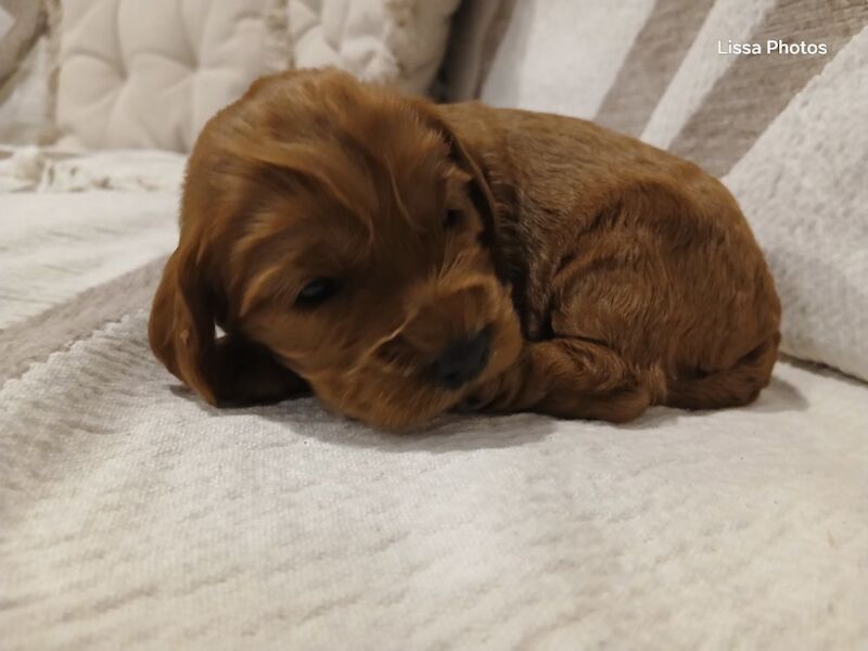 Cockapoo puppies for sale in Leslie, Fife – 10 weeks old - Image 6 of 12