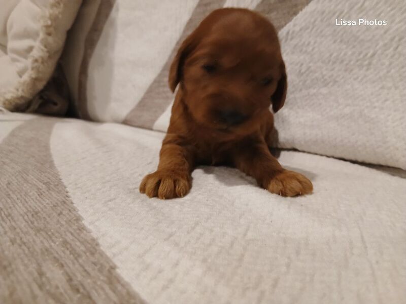 Cockapoo puppies for sale in Leslie, Fife – 10 weeks old - Image 7 of 12