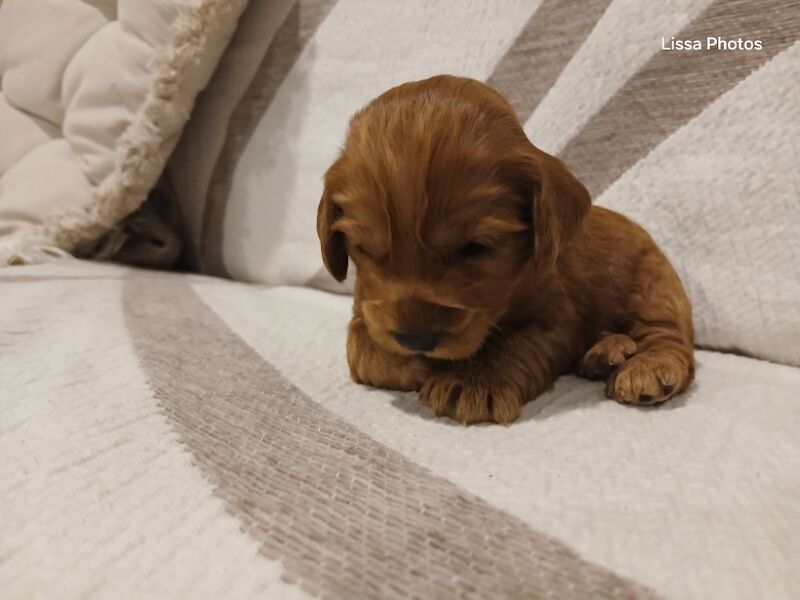 Cockapoo puppies for sale in Leslie, Fife – 10 weeks old - Image 8 of 12