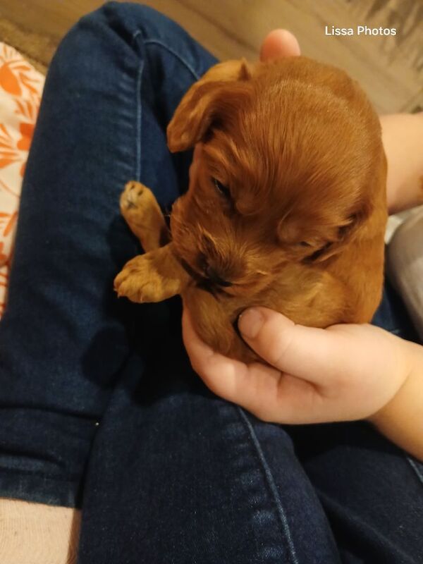 Cockapoo puppies for sale in Leslie, Fife – 10 weeks old - Image 9 of 12