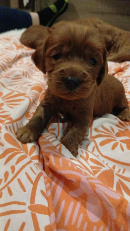 Cockapoo puppies for sale in Leslie, Fife – 10 weeks old - Image 10 of 12