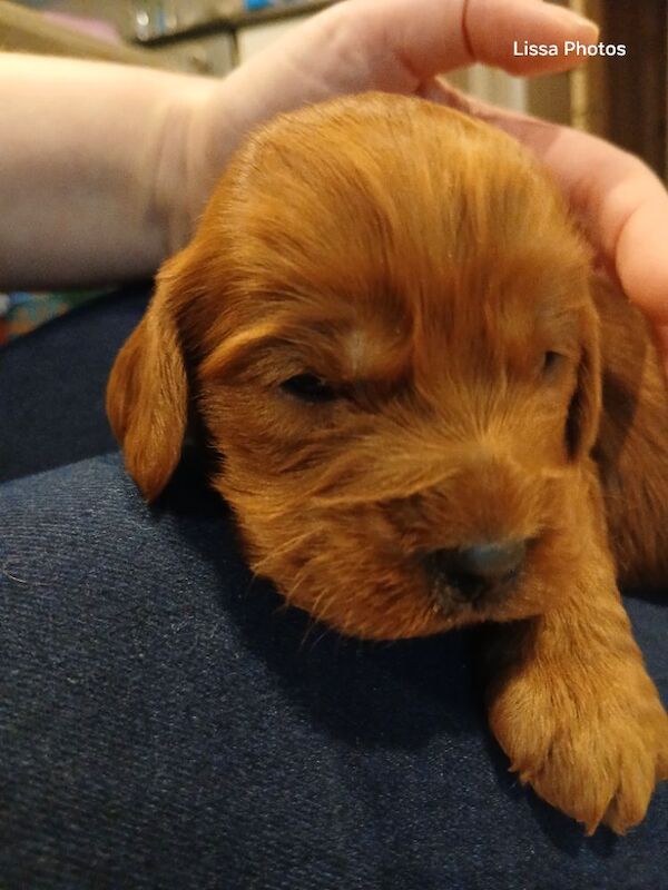 Cockapoo puppies for sale in Leslie, Fife – 10 weeks old - Image 11 of 12