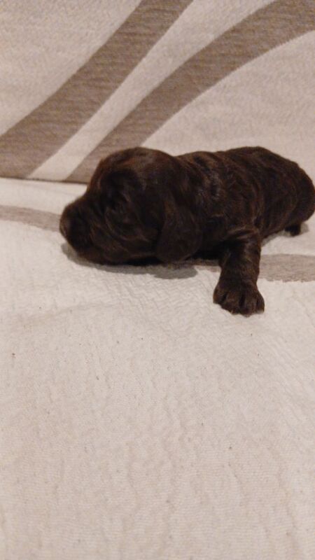 Cockapoo puppies for sale in Leslie, Fife – 10 weeks old - Image 12 of 12