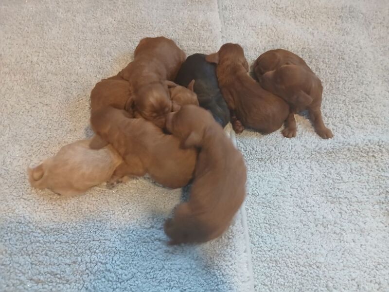 Cockapoo puppies for sale in Leslie, Fife – 3 days old - Image 2 of 15