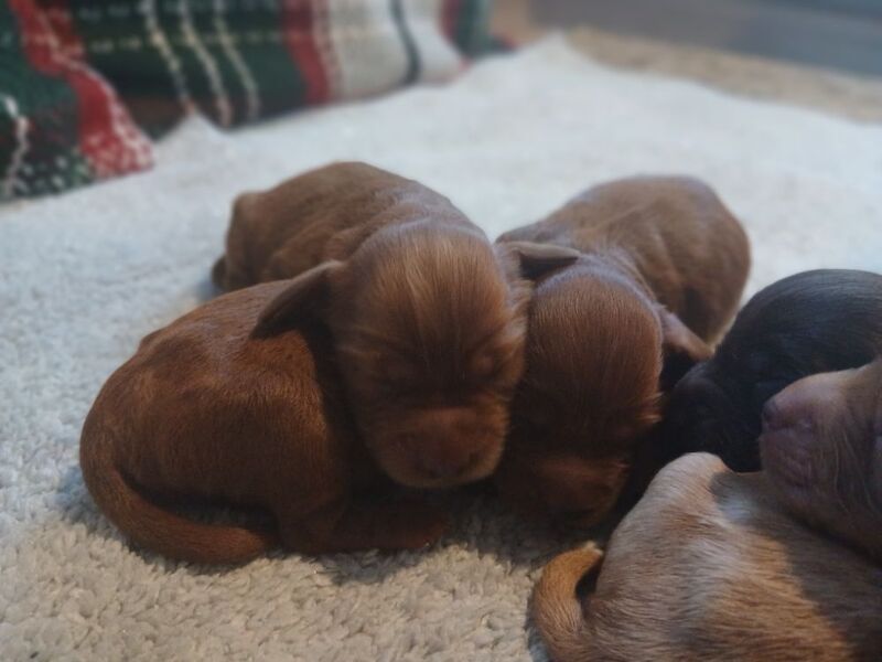 Cockapoo puppies for sale in Leslie, Fife – 3 days old - Image 3 of 15