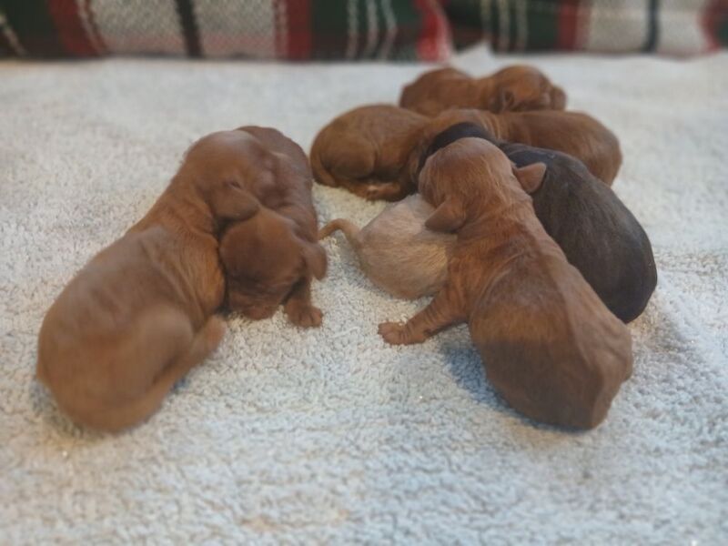 Cockapoo puppies for sale in Leslie, Fife – 3 days old - Image 5 of 15