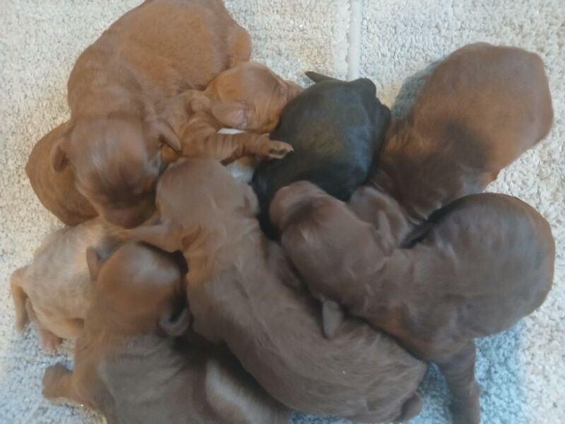 Cockapoo puppies for sale in Leslie, Fife – 3 days old - Image 8 of 15