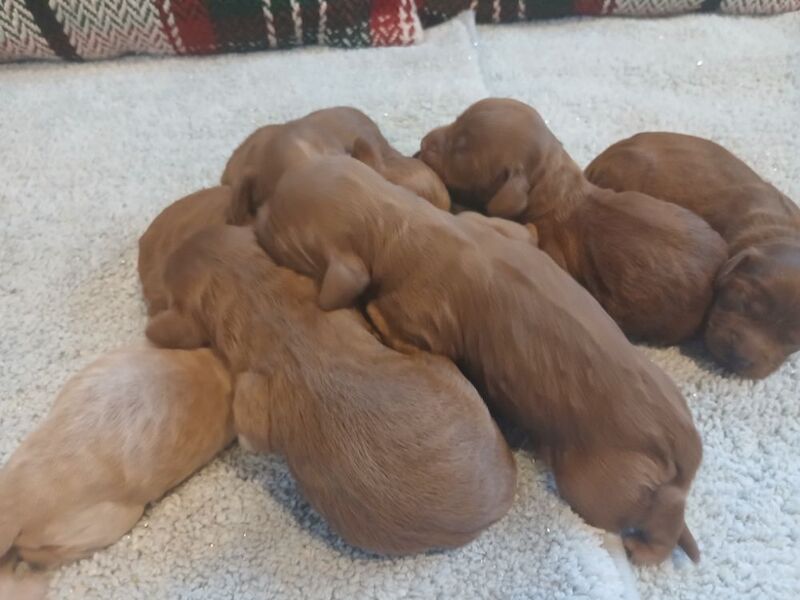 Cockapoo puppies for sale in Leslie, Fife – 3 days old - Image 9 of 15