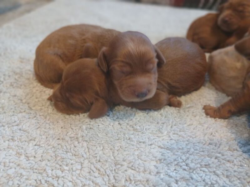 Cockapoo puppies for sale in Leslie, Fife – 3 days old - Image 11 of 15