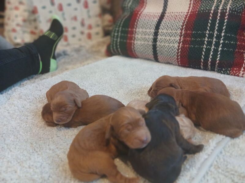 Cockapoo puppies for sale in Leslie, Fife – 3 days old - Image 12 of 15