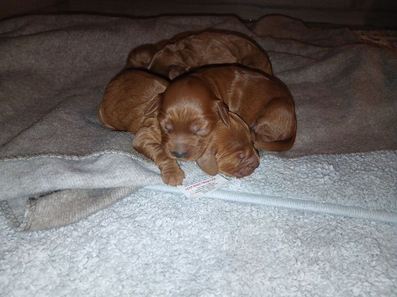 Cockapoo puppies for sale in Leslie, Fife – 3 days old - Image 13 of 15