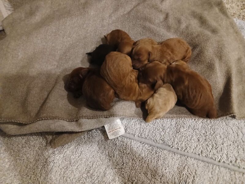 Cockapoo puppies for sale in Leslie, Fife – 3 days old - Image 15 of 15