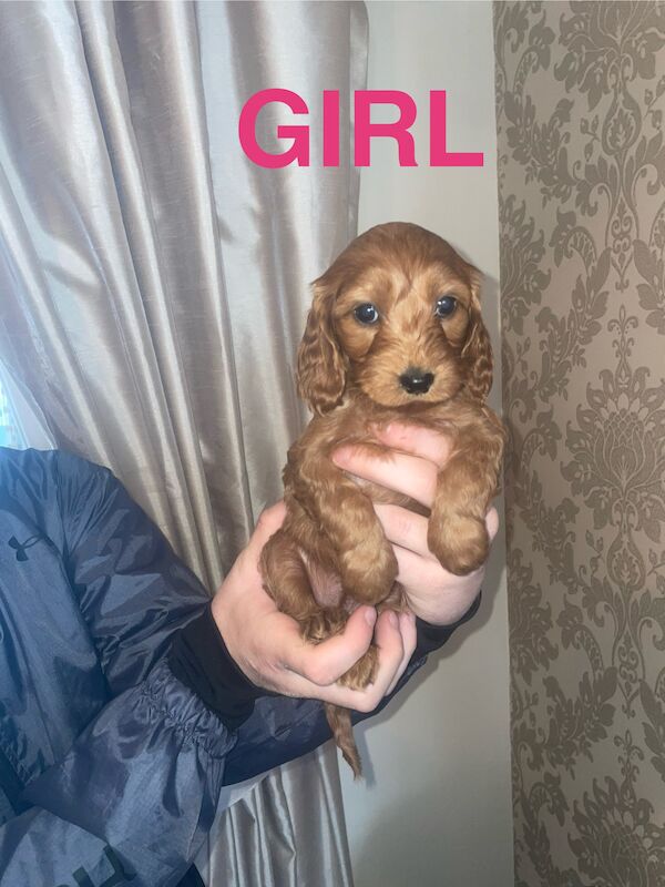3 left Cockapoo puppy's for sale in Gravesend, Kent