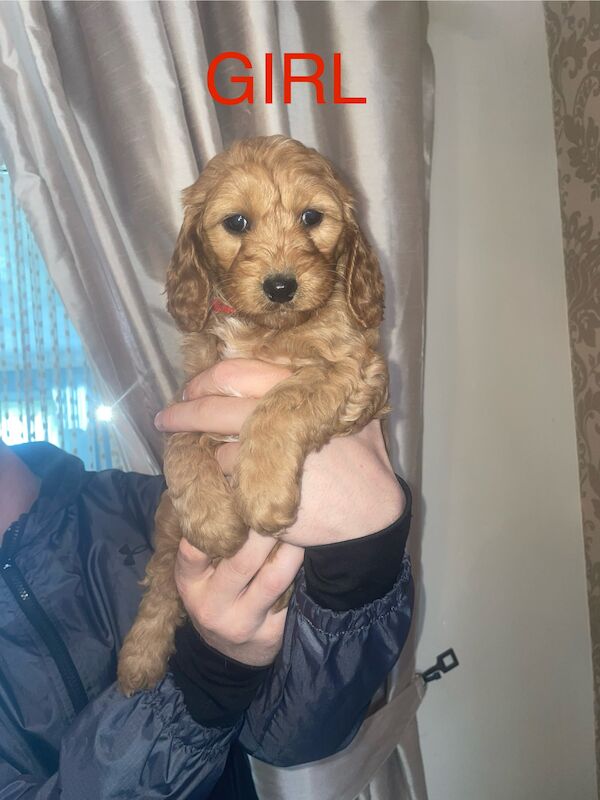 3 left Cockapoo puppy's for sale in Gravesend, Kent - Image 2