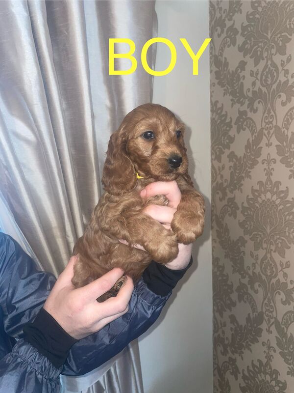 3 left Cockapoo puppy's for sale in Gravesend, Kent - Image 3