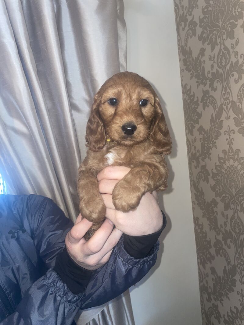 3 left Cockapoo puppy's for sale in Gravesend, Kent - Image 4