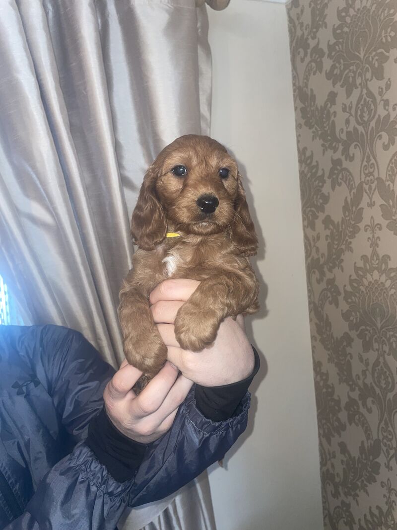 3 left Cockapoo puppy's for sale in Gravesend, Kent - Image 5