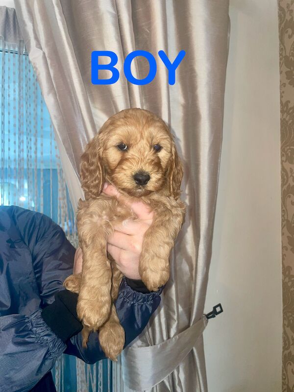 3 left Cockapoo puppy's for sale in Gravesend, Kent - Image 6