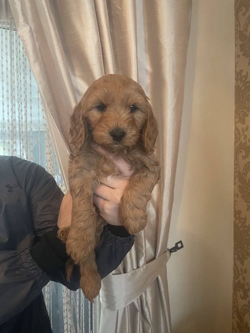 3 left Cockapoo puppy's for sale in Gravesend, Kent - Image 7